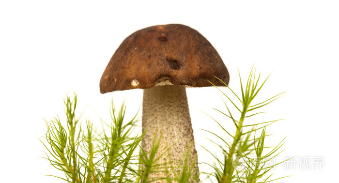 白桦树头茎可食用的蘑菇