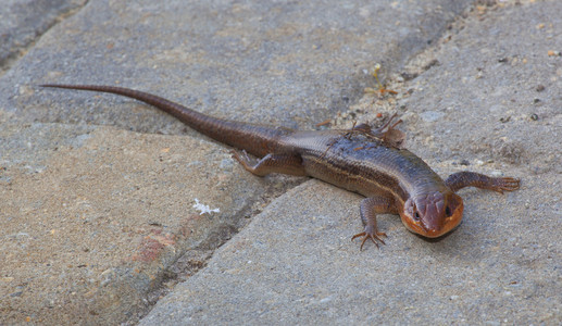 类型的蜥蜴被称为石龙子照片
