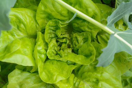 绿色生菜-特写镜头花园里的菜成熟的新鲜青菜莴苣叶莴苣生菜头从上述