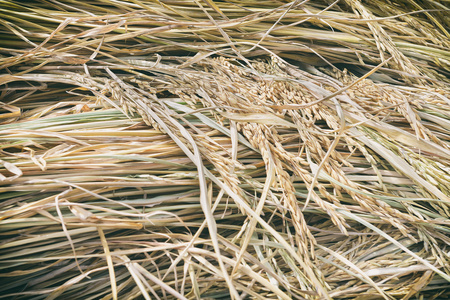 收获的水稻字段图片