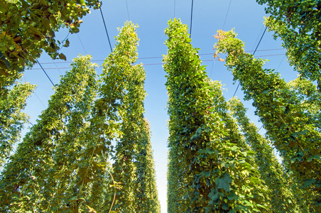 啤酒花种植啤酒花莱辛图片