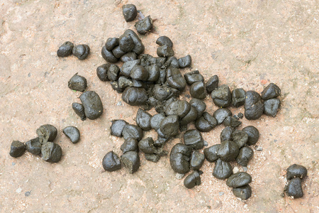 在地面上的马粪插画