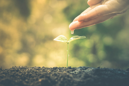 宝宝植物发展成长增长的农夫的手照片