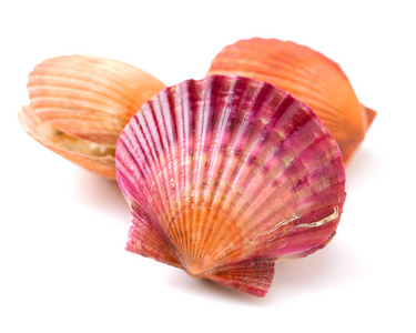 扇贝海贝壳照片