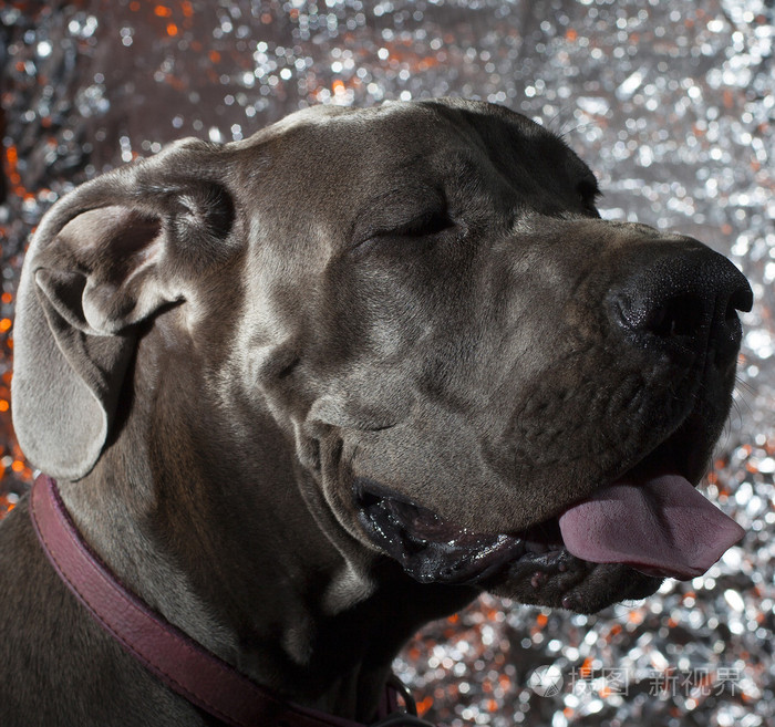 松了一口气的大丹犬