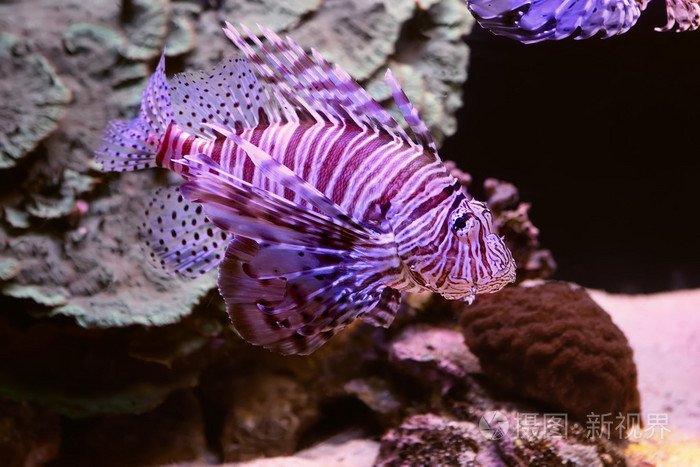 狮子鱼petroisvolitans