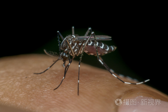吸血的蚊子蚊的宏
