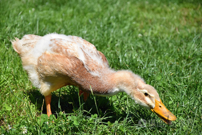 棕色鸭吃草农场