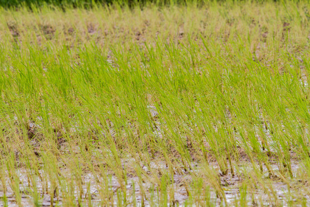 在热带地区稻田水稻鲜绿色照片