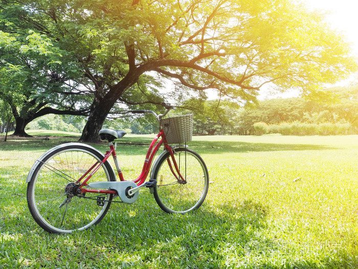 自行车停放在公园里