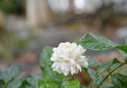 白色茉莉花在后院花园绽放图片