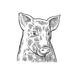 孤立在白色背景上的猪头插画
