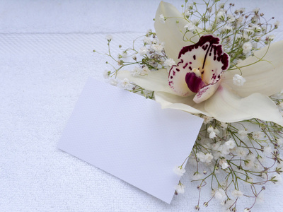 白色兰花花洒上的紫罗兰图片