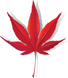 单个树叶红色的枫叶照片