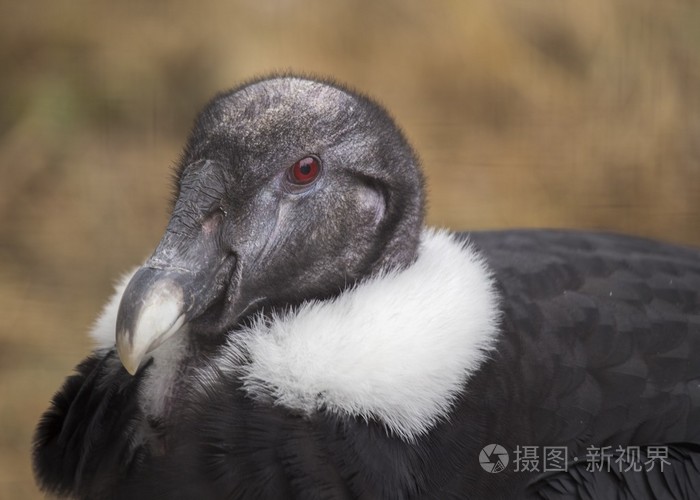 安丁孔多尔秃鹫鹰