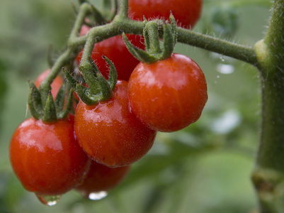 西红柿的分支图片