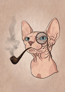猫先生斯芬克斯猫先生肖像照片