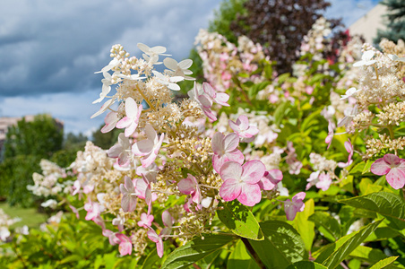 白色和粉红色的圆锥花序花特写镜头照片
