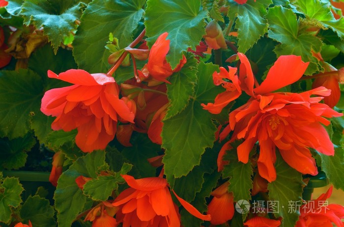 红色的秋海棠特写.盛开的海棠花.宏图像