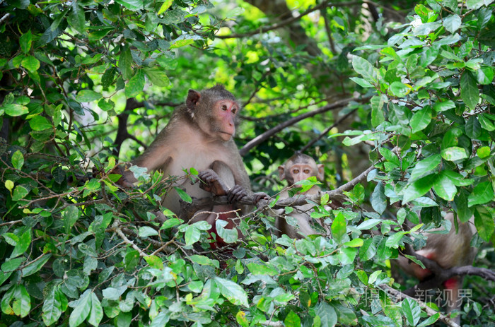 猴子家族在森林里的树上在温泉里