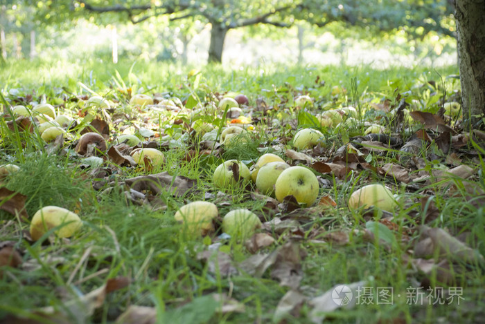 地上的绿色掉落苹果