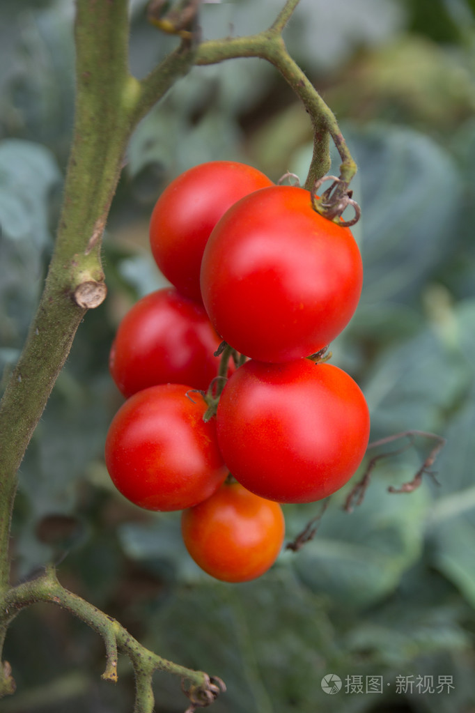 成熟的红番茄特写生长在花园里的一群