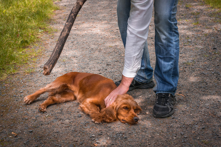 打狗棍模型男子手握一根棍子在手,他想打狗照片