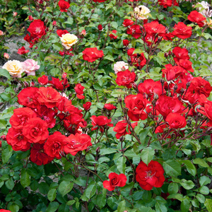 花坛上的玫瑰图片