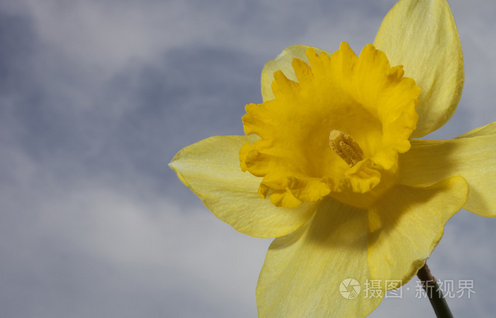 花在绽放与天空在后面