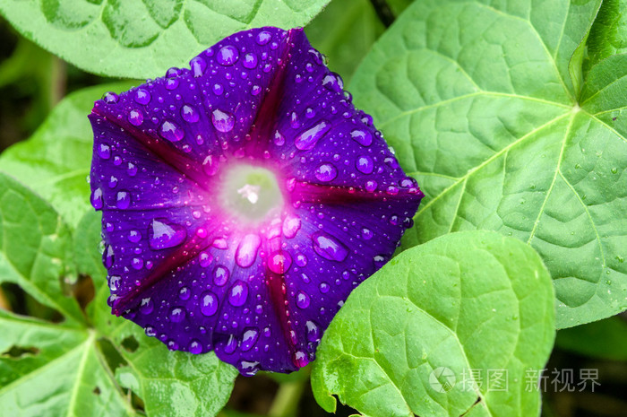 背景的金银花花瓣和水滴