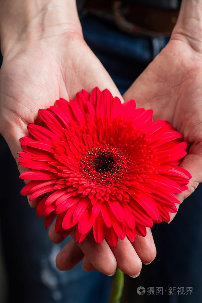 女手里捧着非洲菊的特写镜头