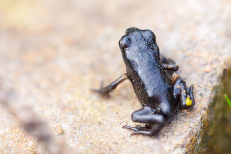 几只青蛙的特写图片