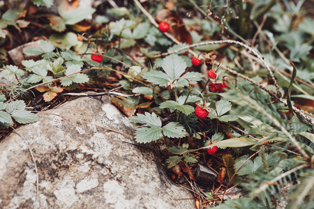 成熟的野生草莓图片
