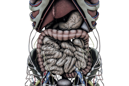 人体三维图图片-人体三维图素材-人体三维图插画-摄图新视界