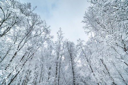 圣诞背景与雪杉木树图片