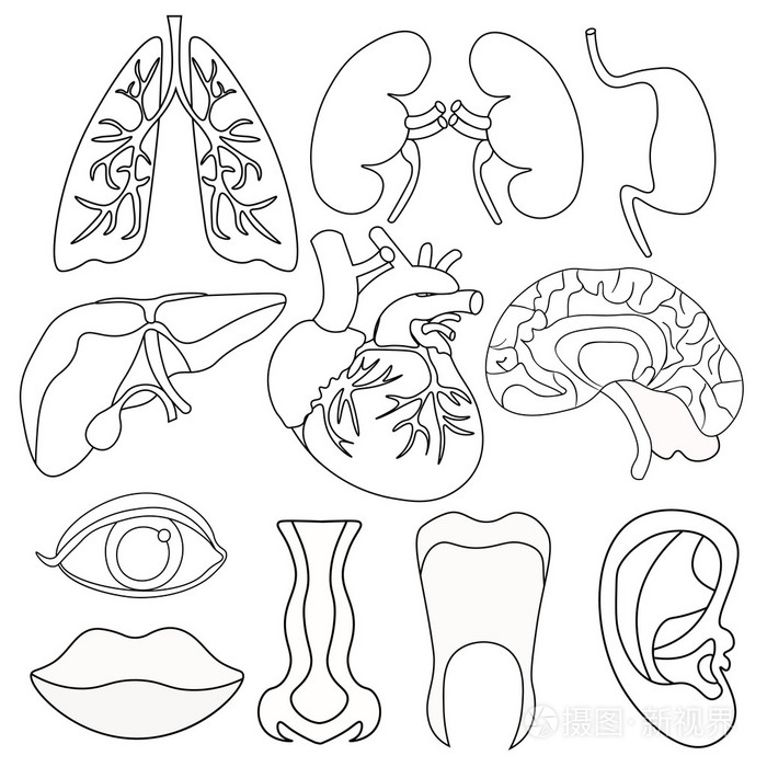 人体器官简笔画图片