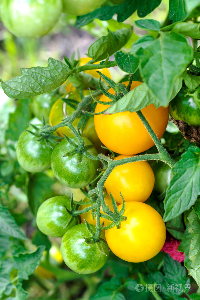 菜园里的成熟和绿色西红柿