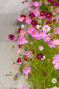 在花园里盛开的波斯菊花海图片