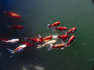 概念装饰海鲜矢量插画卡通男孩与鱼海中游泳花式鲤鱼在池塘里游泳陶瓷