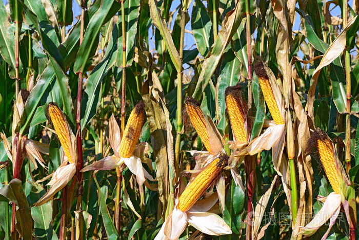 成熟的玉米,在山水田园