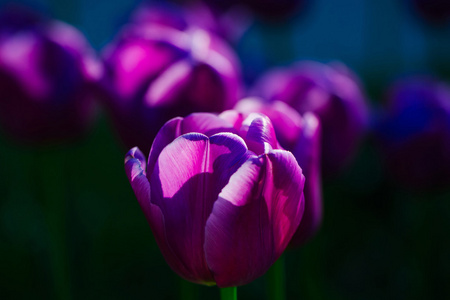 紫郁金香花特写图片