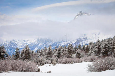 山脚雪中的针叶林