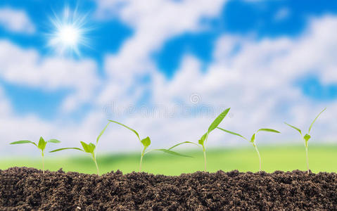 特写镜头 太阳 天空 花园 生长 农业 生活 幼苗 植物