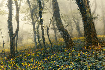 颜色 陶醉 风景 朦胧 森林 我的 童话 寒冷的 薄雾 幻想