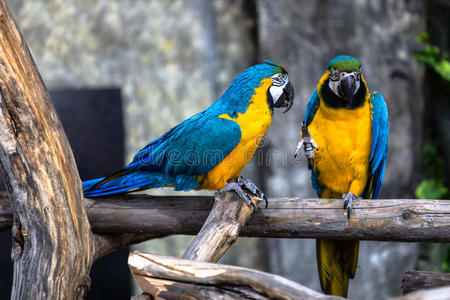 爱情鸟 鸟类学 相互作用 有趣的 金刚鹦鹉 动物 鹦鹉 五颜六色
