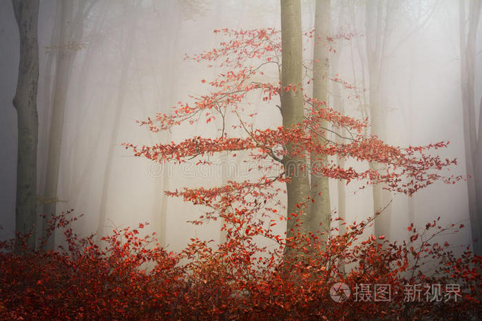 雾森林秋天