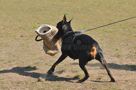 杜宾犬