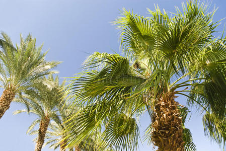 蓝天背景下的绿色棕榈树
