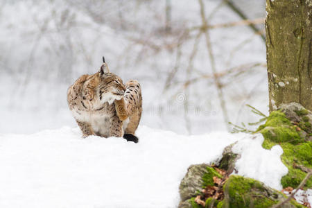 雪地里的山猫