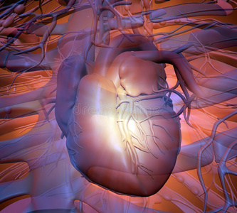 人体心脏解剖学